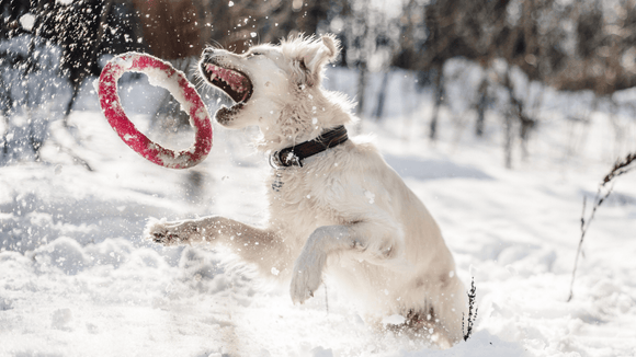 Activités hivernales à faire avec votre chien