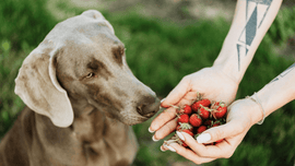 Les 10 meilleurs fruits et légumes pour chien