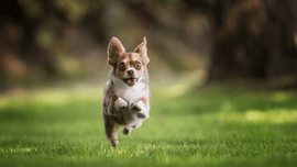 Le Moringa selon le stade de vie des chiens