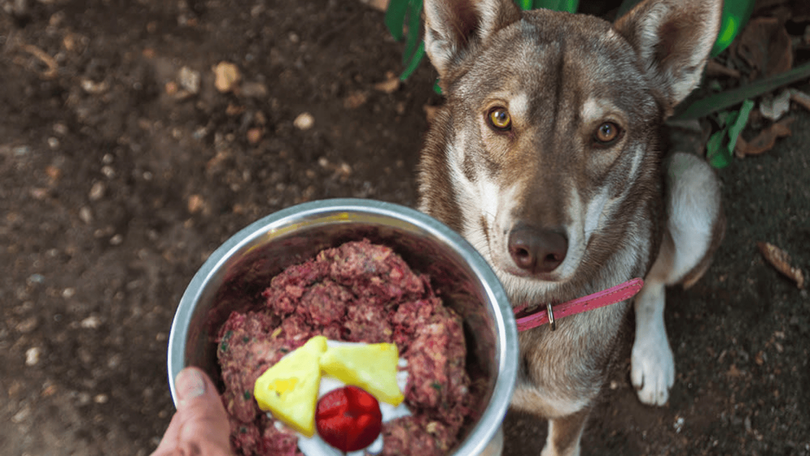 Feeding dog raw meat from grocery store cheap