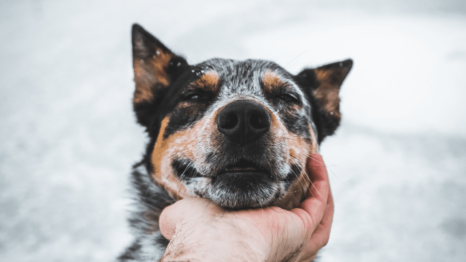 Les résolutions à prendre avec son chien en 2023