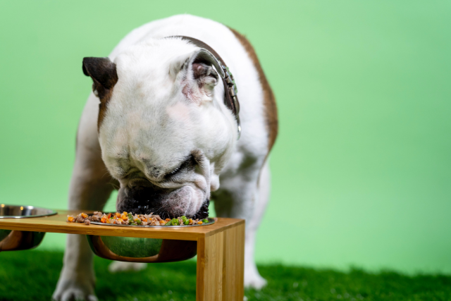Pourquoi donner des suppléments alimentaires à votre chien?