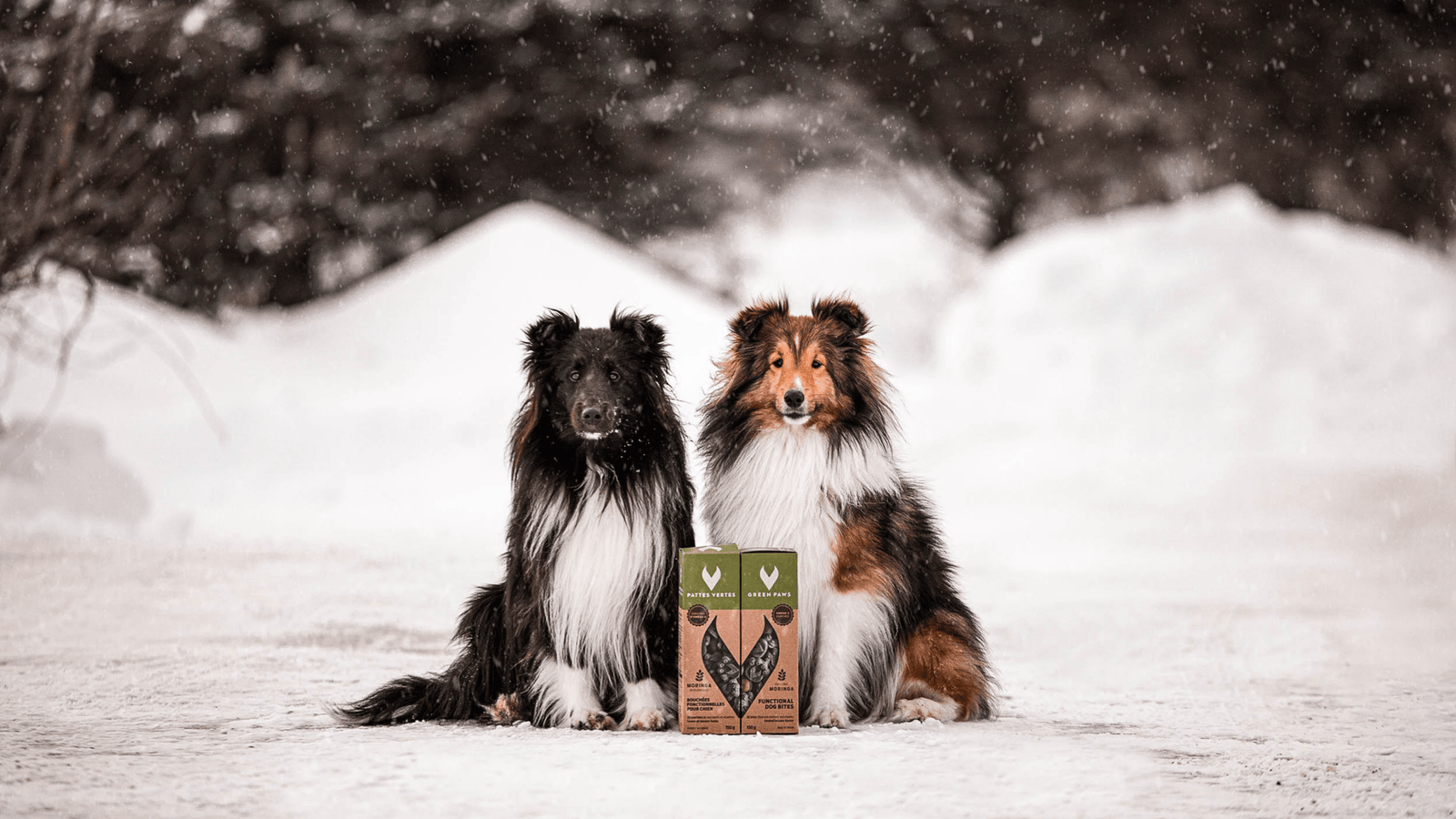 Prendre soin de son chien pendant la saison hivernale