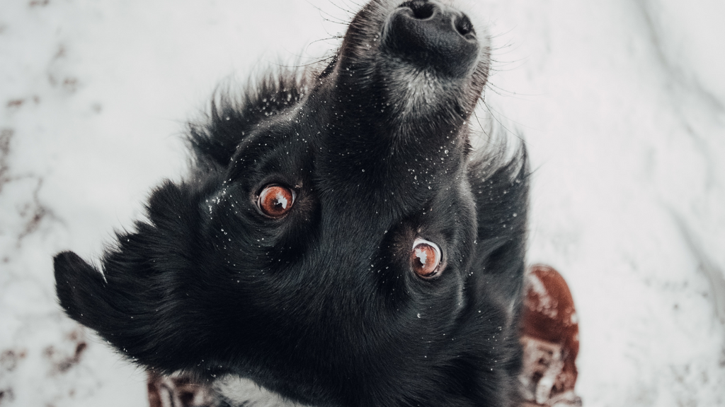 L’hiver et les douleurs articulaires chez le chien