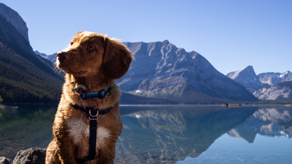 Les plus belles montagnes à gravir avec ton chien au Québec
