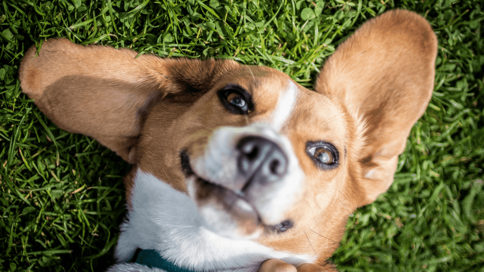 5 Problèmes de Santé Courants Chez les Chiens et l'Importance des Suppléments Alimentaires