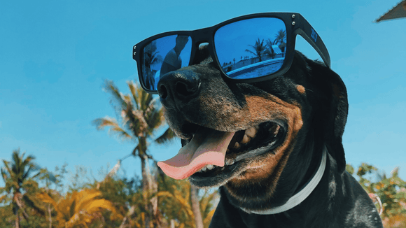 Prendre soin de son chien pendant la saison estivale